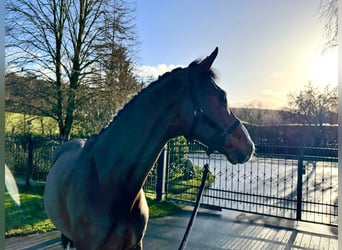 Holstein, Gelding, 5 years, 16,1 hh, Brown