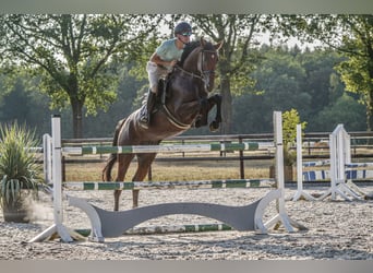 Holstein, Gelding, 5 years, 16.1 hh, Brown