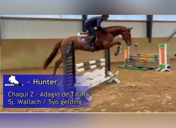 Holstein, Gelding, 5 years, 16.1 hh, Chestnut-Red