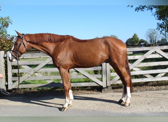 Holstein, Gelding, 5 years, 16.1 hh, Chestnut-Red
