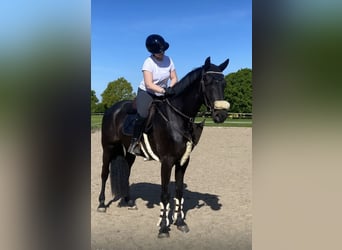 Holstein, Gelding, 5 years, 16.2 hh, Black