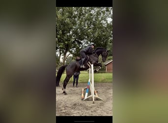 Holstein, Gelding, 5 years, 16.2 hh, Black