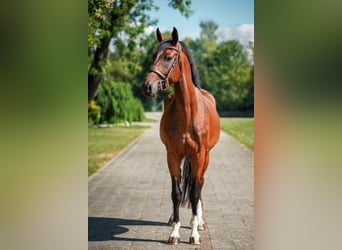 Holstein, Gelding, 5 years, 16.2 hh, Brown