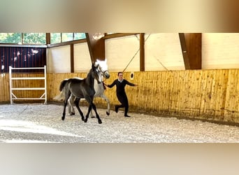 Holstein, Gelding, 5 years, 16.2 hh, Grey