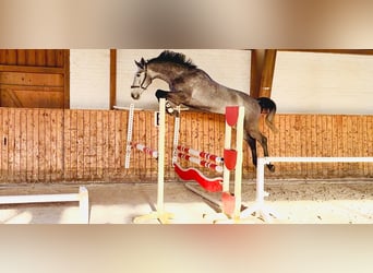Holstein, Gelding, 5 years, 16.2 hh, Grey