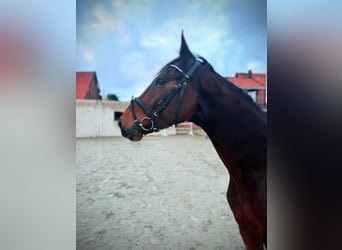 Holstein, Gelding, 5 years, 16,3 hh, Bay-Dark