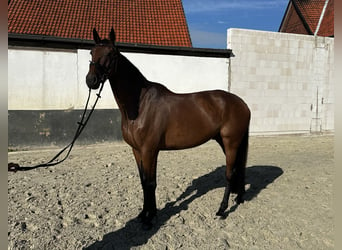 Holstein, Gelding, 5 years, 16,3 hh, Bay-Dark