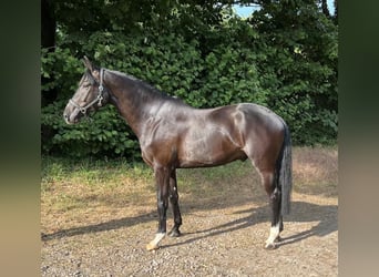 Holsteiner, Wallach, 5 Jahre, 16,3 hh, Rappe