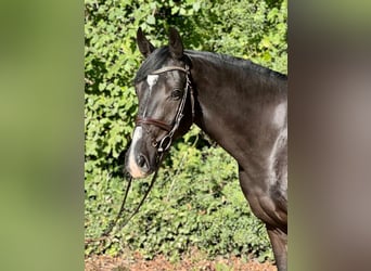 Holsteiner, Wallach, 5 Jahre, 16,3 hh, Rappe