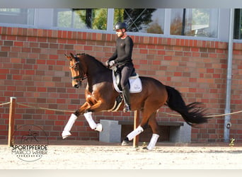 Holsteiner, Wallach, 5 Jahre, 16,3 hh, Brauner