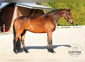 Holsteiner, Wallach, 5 Jahre, 16,3 hh, Brauner