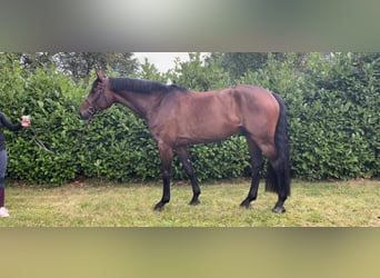 Holstein, Gelding, 5 years, 16,3 hh, Brown