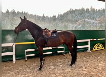 Holstein, Gelding, 5 years, 16.3 hh, Brown Holstein, Gelding, 5 years, 16.3 hh, Brown