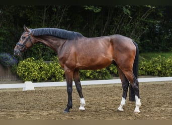 Holsteiner, Wallach, 5 Jahre, 16,3 hh, Brauner