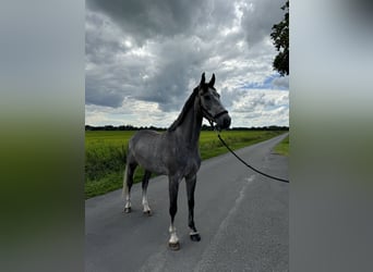 Holstein, Gelding, 5 years, 16.3 hh, Gray