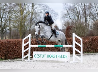 Holstein, Gelding, 5 years, 16.3 hh, Grey Holstein, Gelding, 5 years, 16.3 hh, Grey
