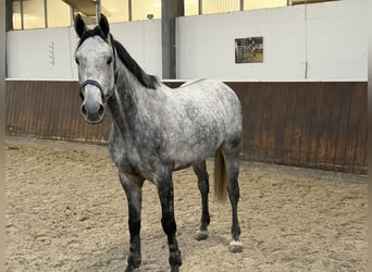 Holstein, Gelding, 5 years, 16.3 hh, Grey
