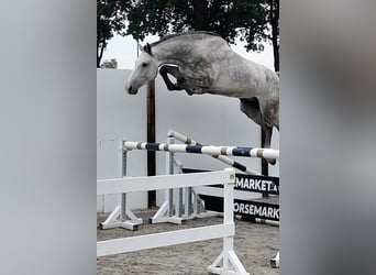 Holstein, Gelding, 5 years, 16.3 hh, Grey