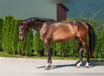 Holstein, Gelding, 5 years, 16.3 hh