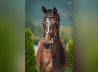 Holstein, Gelding, 5 years, 16.3 hh