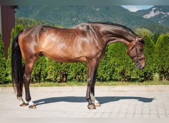 Holstein, Gelding, 5 years, 16.3 hh