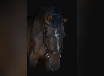 Holstein, Gelding, 5 years, 16.3 hh