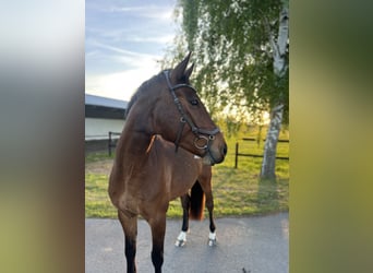 Holstein, Gelding, 5 years, 16 hh, Bay-Dark