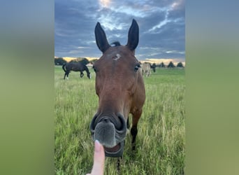 Holstein, Gelding, 5 years, 16 hh, Bay-Dark