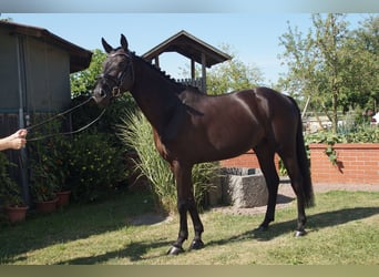 Holstein, Gelding, 5 years, 16 hh, Black