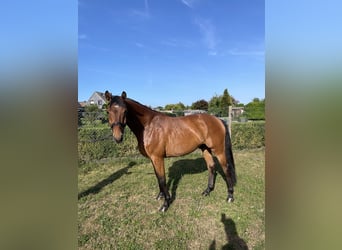 Holstein, Gelding, 5 years, 16 hh, Brown