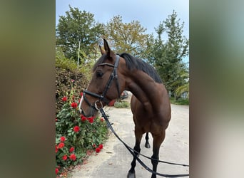 Holsteiner, Wallach, 5 Jahre, 16 hh, Brauner