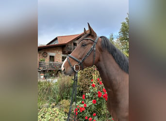 Holsteiner, Wallach, 5 Jahre, 16 hh, Brauner