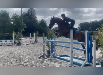 Holstein, Gelding, 5 years, 16 hh, Chestnut-Red