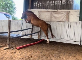 Holstein, Gelding, 5 years, 16 hh, Chestnut-Red