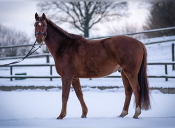 Holstein, Gelding, 5 years, 16 hh, Chestnut-Red
