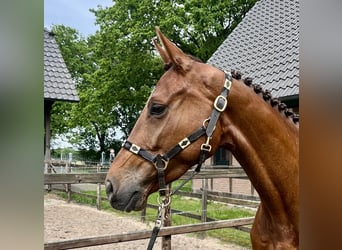 Holstein, Gelding, 5 years, 16 hh, Chestnut-Red