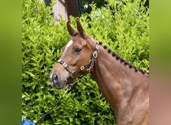 Holstein, Gelding, 5 years, 16 hh, Chestnut-Red