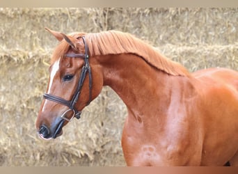 Holstein, Gelding, 5 years, 16 hh, Chestnut