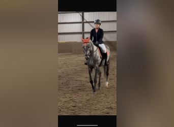 Holstein, Gelding, 5 years, 16 hh, Gray