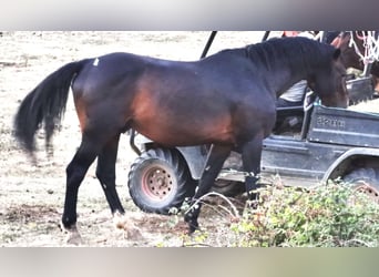 Holstein Mix, Gelding, 5 years, 16 hh, Grey