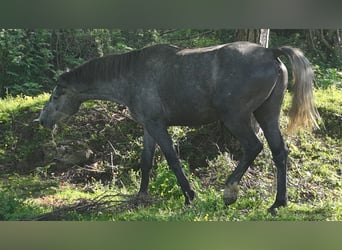 Holstein Mix, Gelding, 5 years, 16 hh, Grey