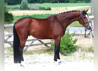 Holstein, Gelding, 5 years, 16,1 hh, Bay-Dark