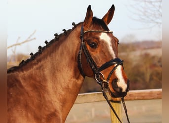 Holstein, Gelding, 5 years, 16,1 hh, Bay-Dark