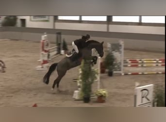 Holstein, Gelding, 5 years, 16,1 hh, Bay-Dark