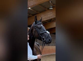 Holstein, Gelding, 5 years, 16,1 hh, Bay-Dark