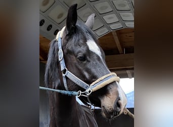 Holstein, Gelding, 5 years, 16,1 hh, Black