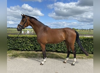 Holstein, Gelding, 5 years, 16,1 hh, Brown