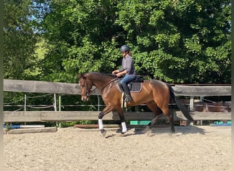 Holstein, Gelding, 5 years, 16,1 hh, Brown