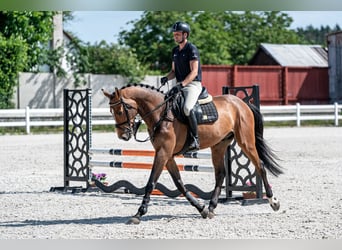 Holstein, Gelding, 5 years, 16,1 hh, Brown