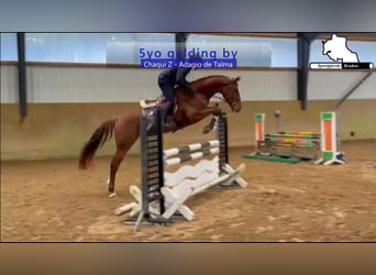 Holstein, Gelding, 5 years, 16,1 hh, Chestnut-Red